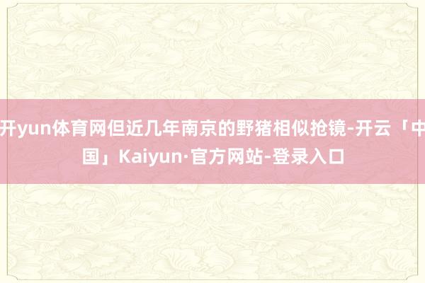 开yun体育网但近几年南京的野猪相似抢镜-开云「中国」Kaiyun·官方网站-登录入口